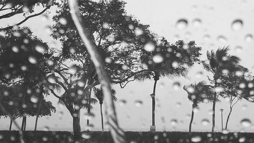 Close-up of plant against blurred background