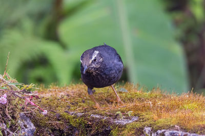 Close-up of bird perching on a field