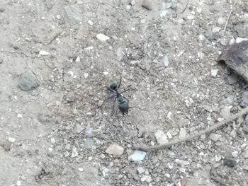 High angle view of insect on ground