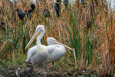 White duck in a field