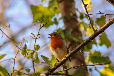 Low angle view o of  robin bird perching on branch