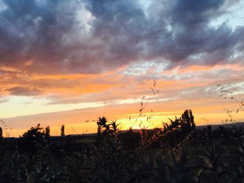 Silhouette plants on field against sky during sunset