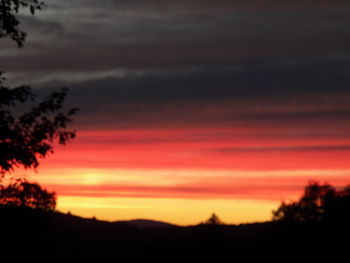 Silhouette trees against orange sky