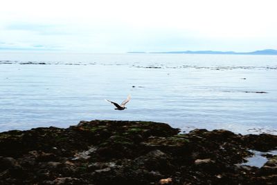 Swan flying over sea against sky