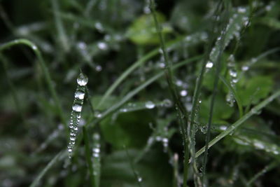 Close-up of water drops on plant during rainy season