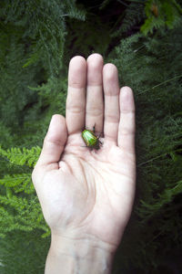 Close-up of person hand holding grass