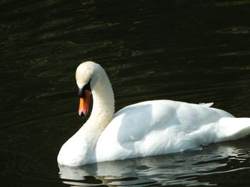 Swan swimming in lake