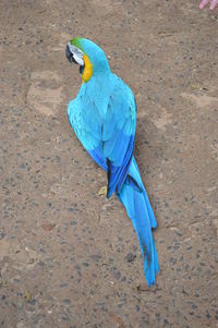 Close-up of blue bird perching on wood