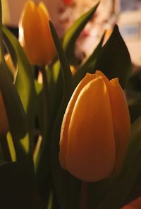 Close-up of yellow flowering plant