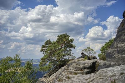 Low angle view of plants on rock against sky