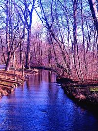 Bare trees in calm river