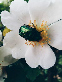 Close-up of white flower