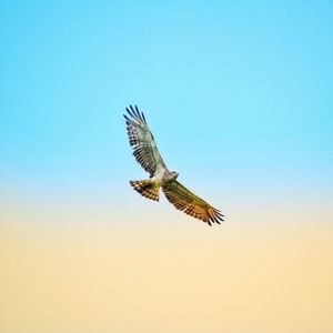 Low angle view of eagle flying against clear blue sky