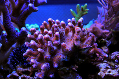 Close-up of coral in sea