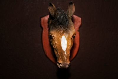 Close-up of horse taxidermy on wall