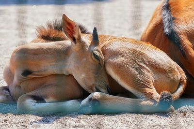 Antelope resting in a farm