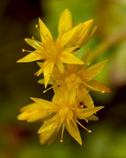 Close-up of yellow flower