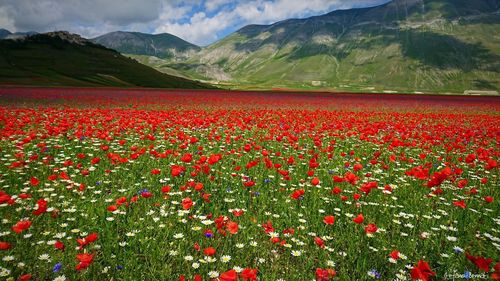 Red poppies on field by mountains