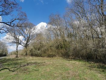 Bare trees on field against sky