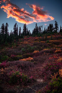 Trees on field against sky at sunset