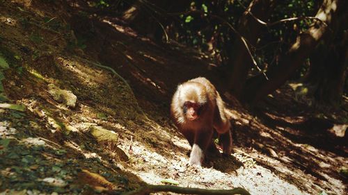 Monkey on tree