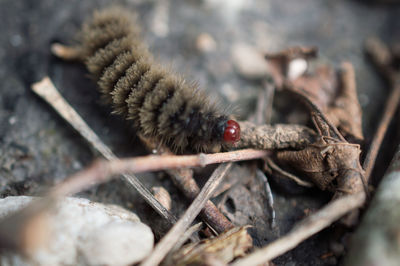 Close-up of insect on ground