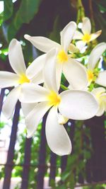 Close-up of white flowering plant