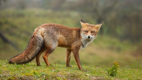 Low angle view of fox standing on field