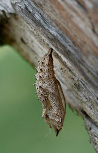 Close-up of insect on wood