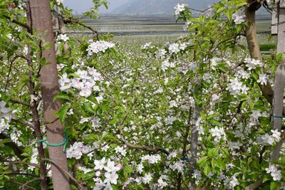 White flowers blooming in park