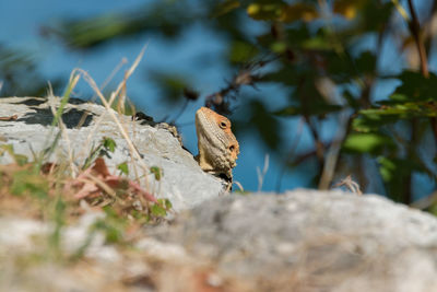 Close-up of lizard on plant