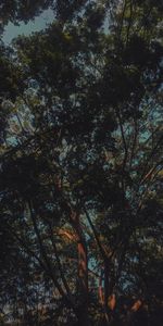 Low angle view of trees in forest