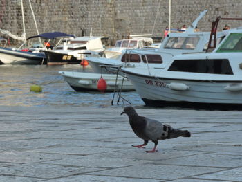 Boats moored at harbor