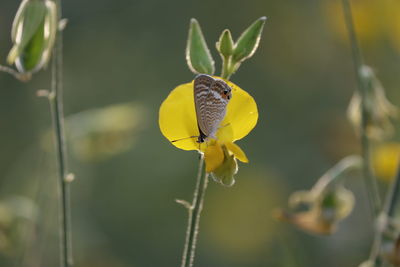 Close-up of butterfly pollinating on yellow flower