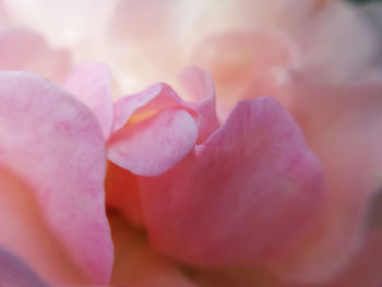 Close-up of pink rose