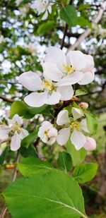 Close-up of white flowering plant