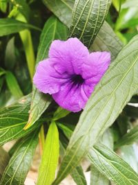 Close-up of purple flowering plant
