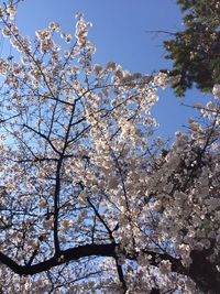 Low angle view of cherry blossom tree