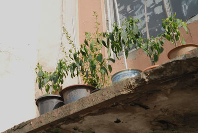 Potted plants on the wall