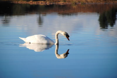 Close-up of swan in lake