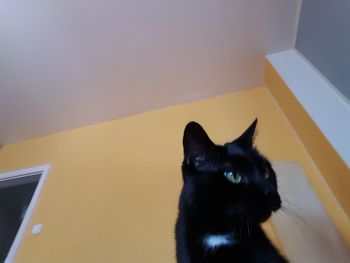 Cat looking away