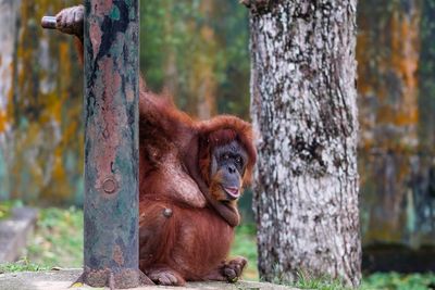 Close-up of orangutan by tree trunk in forest