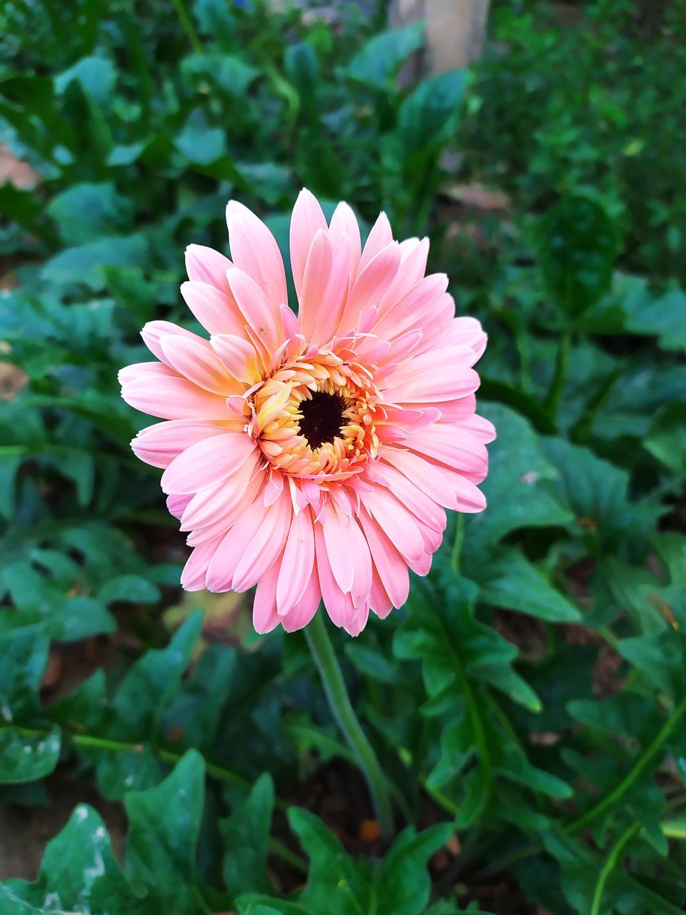 flowering plant, flower, plant, beauty in nature, freshness, flower head, petal, growth, inflorescence, fragility, close-up, nature, pink, pollen, plant part, leaf, no people, insect, animal themes, focus on foreground, macro photography, animal wildlife, animal, outdoors, green, daisy, day, high angle view, botany, wildflower