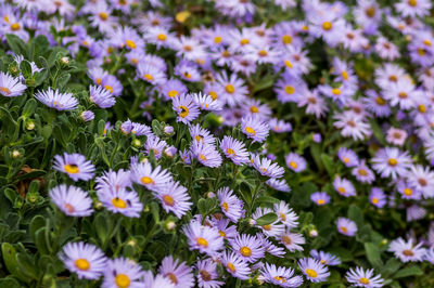 Floral background and natural pattern with violet aromatic aster in the park