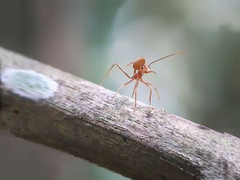 Close-up of insect on wood