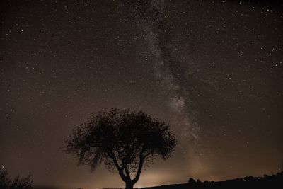 Low angle view of silhouette tree against star field at night 