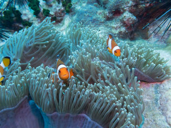 View of fish in sea