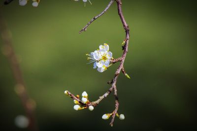 Close-up of white flowering hawthorn blossom 