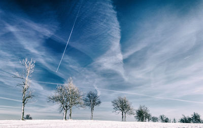 Trees against blue sky