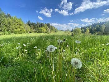 Scenic view of field against sky